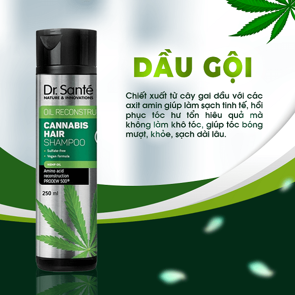 Thành phần và công dụng Dầu gội chăm sóc tóc chuyên sâu, phục hồi hư tổn – Cannabis Hair - Siêu Thị Droppii