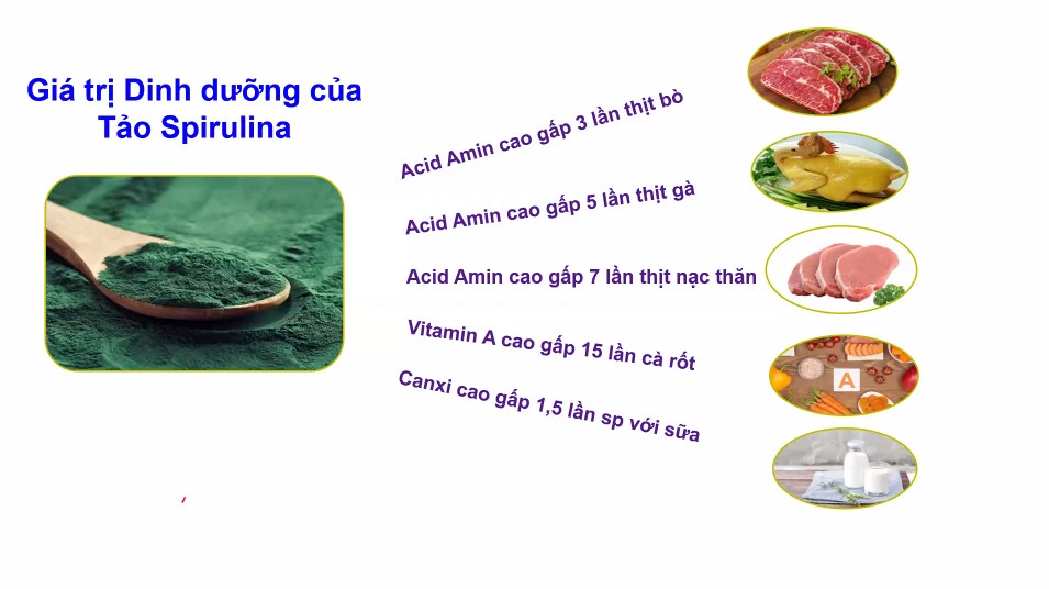 gia-tri-dinh-duong-cua-tao-spirulina-tao-spirulina-th-health-th-blackcurrant-with-spirulina-advance Giá trị dinh dưỡng của Tảo Spirulina - Tảo Spirulina TH Health - TH-Blackcurrant with Spirulina Advance
