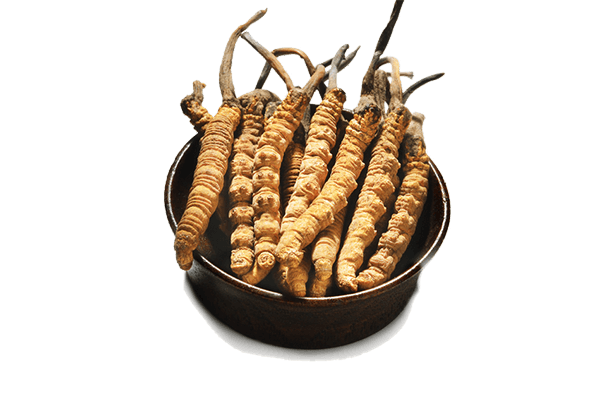 kisspng-caterpillar-fungus-traditional-chinese-medicine-al-natural-medicine-herbs-cordyceps-5a9e8a7f80d1f73105308815203395835277-20200713082802 kisspng caterpillar fungus traditional chinese medicine al natural medicine herbs cordyceps 5a9e8a7f80d1f73105308815203395835277 20200713082802