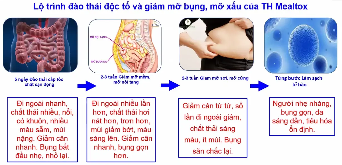 lo-trinh-dao-thai-doc-to-va-giam-mo-bung-mo-xau-cua-mealtox-th-health Lộ trình đào thải độc tố và giảm mỡ bụng, mỡ xấu của Mealtox TH Health