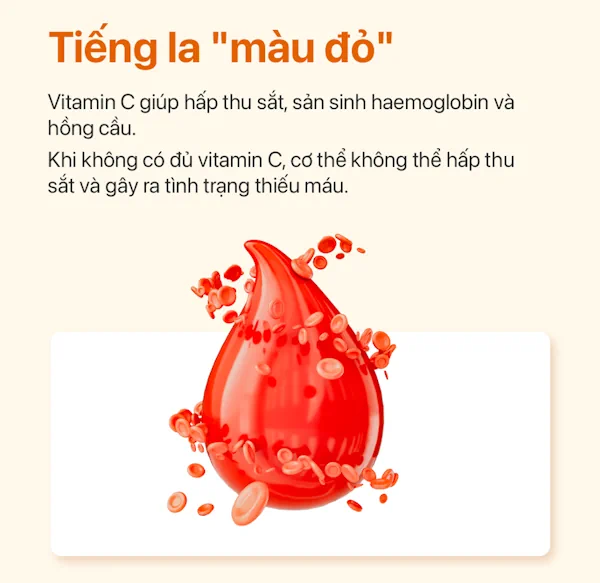 thieu-vitamin-c-gay-thieu-mau-ester-c Thiếu Vitamin C Gây Thiếu Máu - Ester C